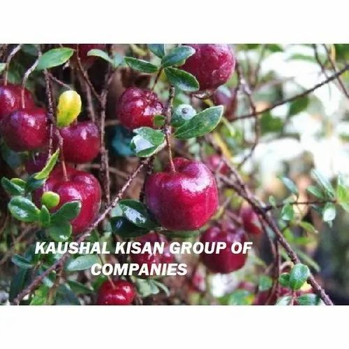 Thai Red Apple Ber Plant, For Fruits