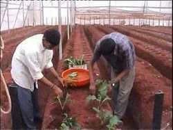 Contract Farming Turnkey Project Service
