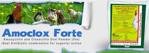 Amoclox Forte Powder