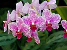 Hybrid Orchids Flower