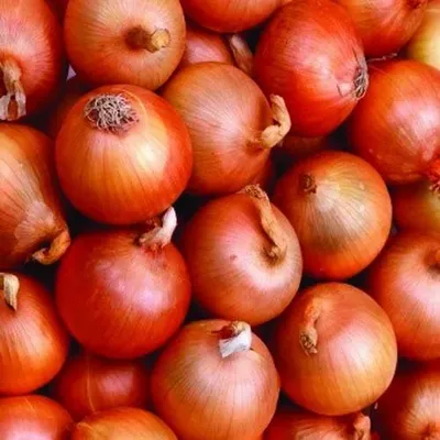 Store In A Dry Place. Fresh Onions Fresh Onion, For Used In Vegetables