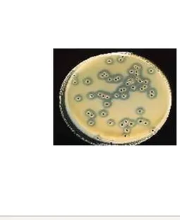 Microbiological Analysis