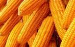 Corn-Maize