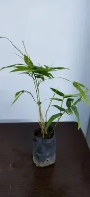 Green Tissue Culture Bamboo Plant