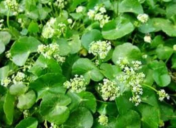 Centella Asiatica  Brahmi