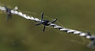 Fencing Barbed Wires