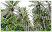 Coconut Harvesting