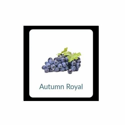 Autumn Royal Grapes