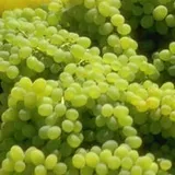 Fresh Grapes