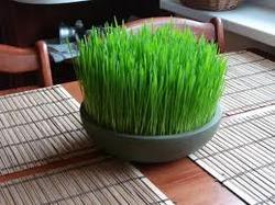 Wheat Grass