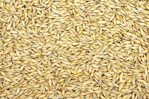 IML Dried Yellow Barley Seeds, Packaging Type: PP Bag, Packaging Size: 25 Kg