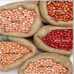 Peanut Varieties