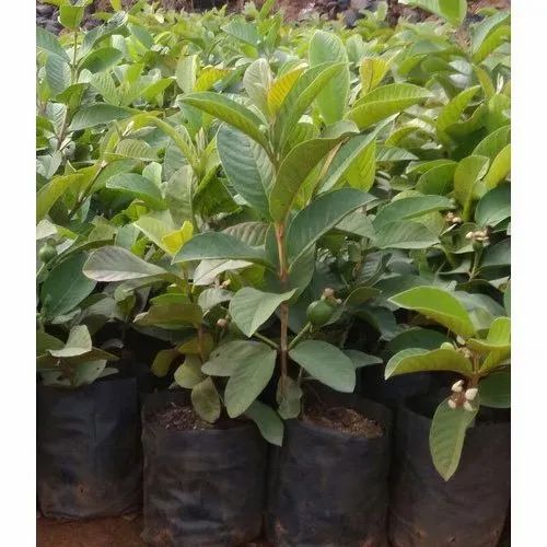Well Watered TC 13 Hybrid Guava Plant for Fruits