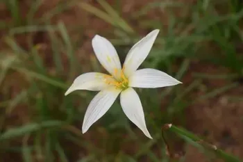 White Rain Lily Flower Plant, Clay