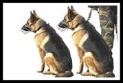 Dog Squad Service