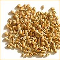 Wheat Grains