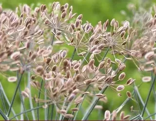 Dill Seeds