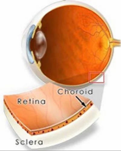 Vitreo Retina Treatment Services