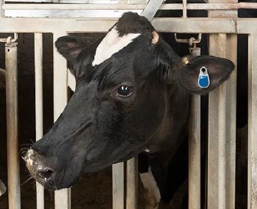 Cow Monitoring Technology for Heat & Health Detection