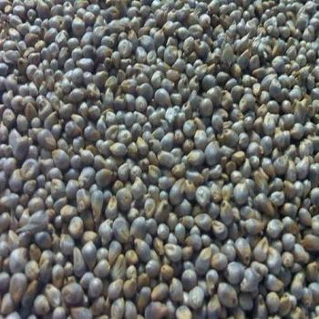 Bajra Pearl Millet Seeds