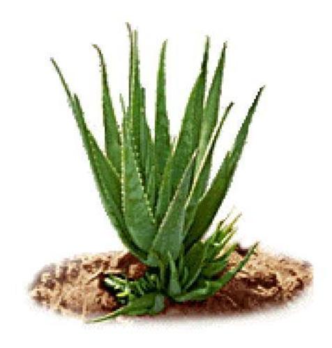 Aloe Vera Products