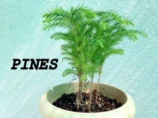 Pines Plant