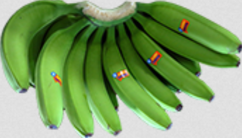 Green Premium (5 Hands) Banana