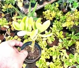 Decoration Green Crassula Ovata, For Semi-shade Plants,Gifts