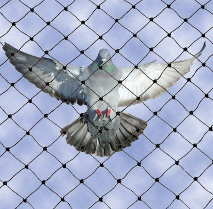 Bird Protection Nets