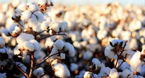 Organic Cotton Natural, Alternative Material