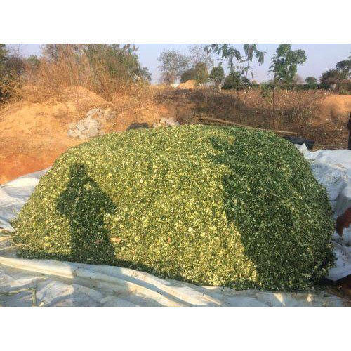 Feed Grade Maize Silage