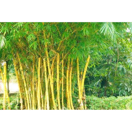 Golden Bamboos Plant