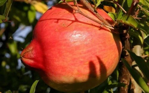 Bhaguva Variety Pomegranate