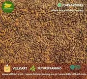 Black Rice Seeds, Bag