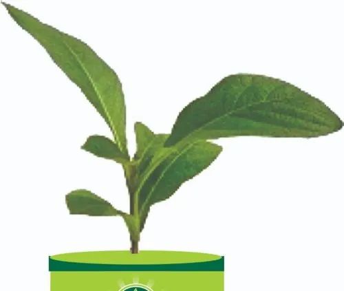 Organic Green Sagwan Teak Plant, For Plantation, 150 Feet