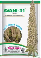 Avani 31 Morphological Characters Of Research Hybrid Castor Avani 31