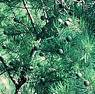 Pure Cypress ( Cupressus Sempervirens)Essential Oil