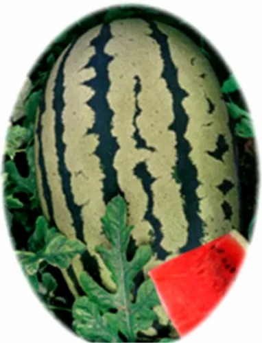 Nirmal(SCWH-1502) Watermelon Hybrid