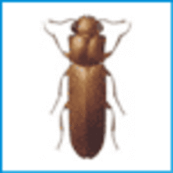 Wood Borers Insect Management