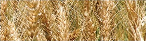 Wheat : Ruchi  NWS 450 seeds
