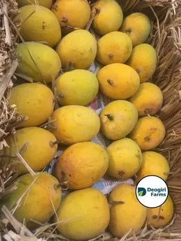 Deogiri Farms Devgad Alphonso Mango, Plastic Box, Packaging Size: 15 Kg