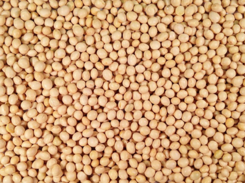 Soybean Grain