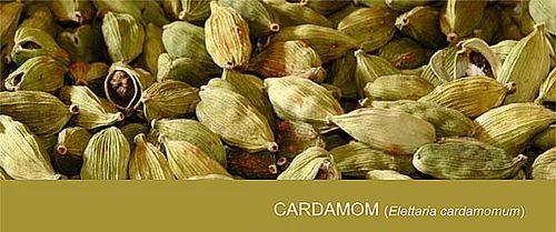 Cardamom