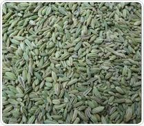 Fennel Seeds Europe Quality