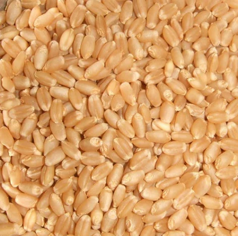 Indian Sortex Wheat