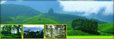 Munnar Package Tours