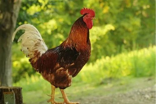 Country Chicken (Aseel Cross), Fresh, Grown Birds