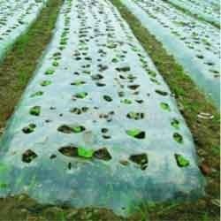 Nonwoven Crop Cover