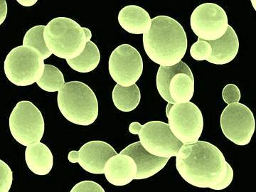 Saccharomyces Boulardii - Effective Anti-diarrheal