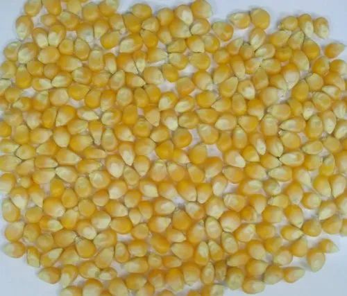 SNN Natural Corn Maize Seeds, Packaging Type: PP Bag, Packaging Size: 50 KG